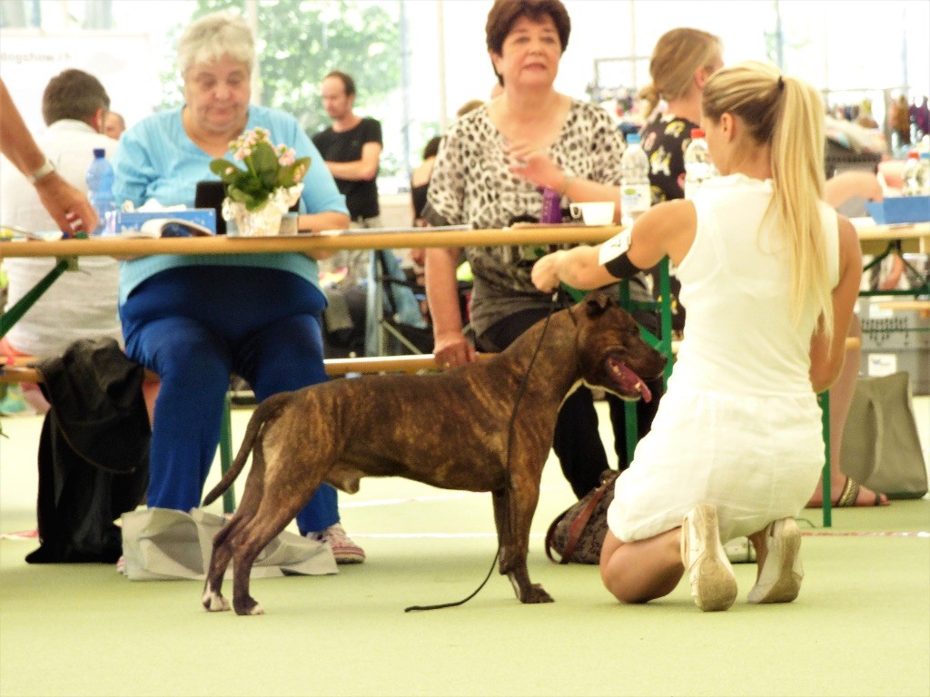 CH. Larry De L'empreinte De L'espoir - 1er Exc Classe Ouverte - CAC