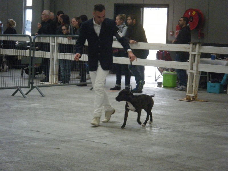 CH. Larry De L'empreinte De L'espoir - 3 ème très Prometteur