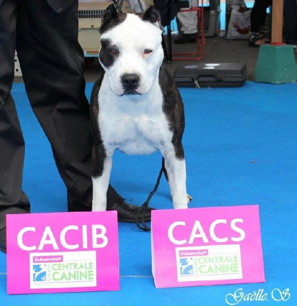 CH. Démon de la Griffe du Dragon - 1er Exc Classe Ouverte CACS CACIB BOB