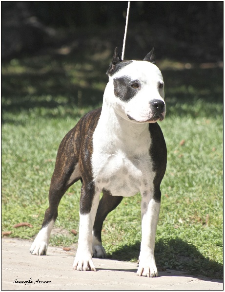 CH. Démon de la Griffe du Dragon - 1er Exc Classe Ouverte CACM CACIB