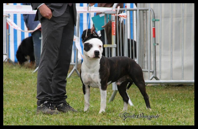 CH. Démon de la Griffe du Dragon - 2ème Exc Classe Ouverte R-CACS