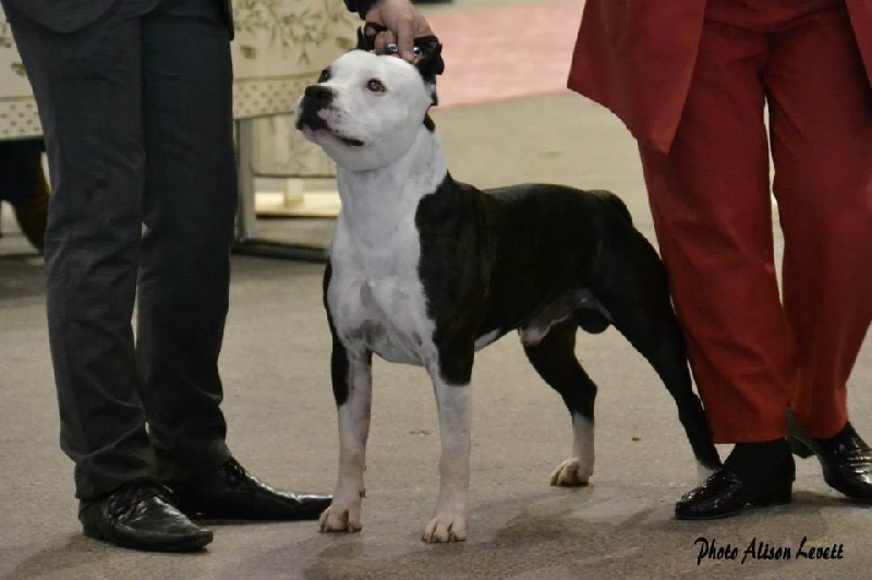 CH. Démon de la Griffe du Dragon - 1er Exc Classe Champion CACIB BOS