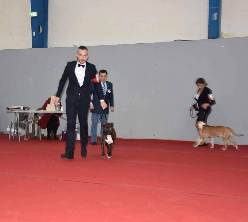 CH. Larry De L'empreinte De L'espoir - Exc Nc Classe jeune