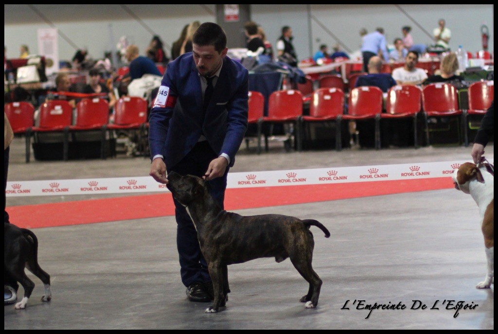 CH. Larry De L'empreinte De L'espoir - 2ème Exc R-CACS, R-CACIB
