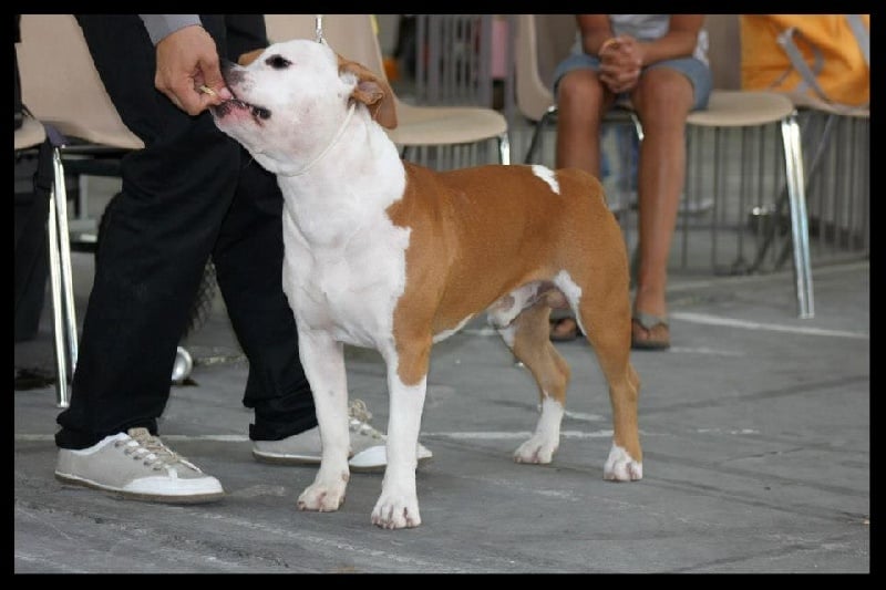 Gardfield De L'empreinte De L'espoir - 1er Exc Classe Jeune BOB-J