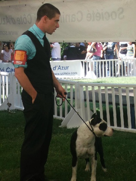 CH. Démon de la Griffe du Dragon - 1er Exc Classe Ouverte CACS BOB