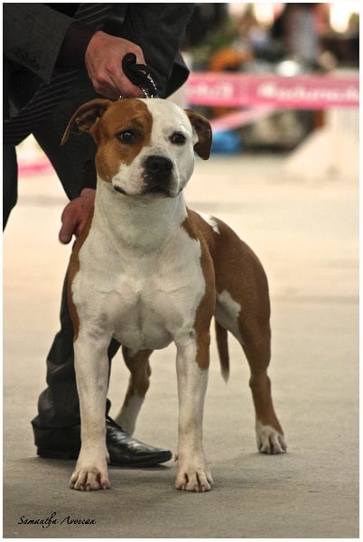 Gardfield De L'empreinte De L'espoir - 3ème Exc Classe Intermediaire