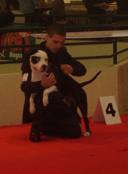 CH. Démon de la Griffe du Dragon - 3eme EXC Classe inter