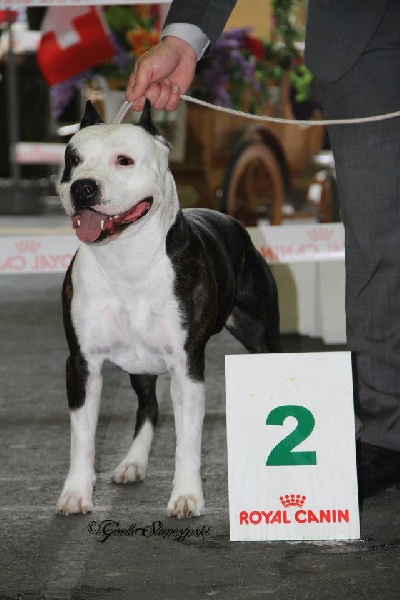 CH. Démon de la Griffe du Dragon - 2ème Exc Classe Ouverte R-CACS