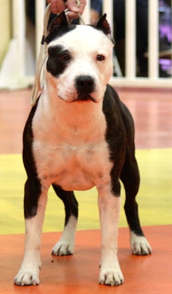 CH. Démon de la Griffe du Dragon - 1er Exc CACS CACIB BOB 3eme au BOG