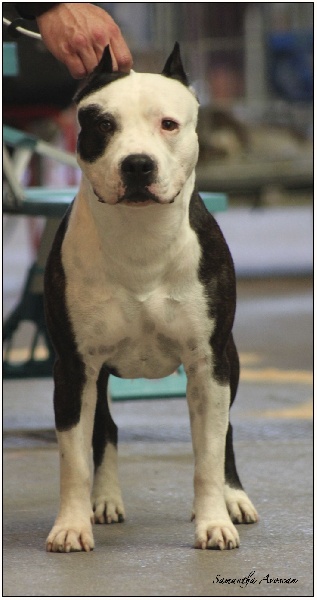 CH. Démon de la Griffe du Dragon - 2ème Exc Classe Ouverte R-CACS