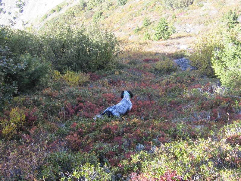 Publication : de Pierreluziere