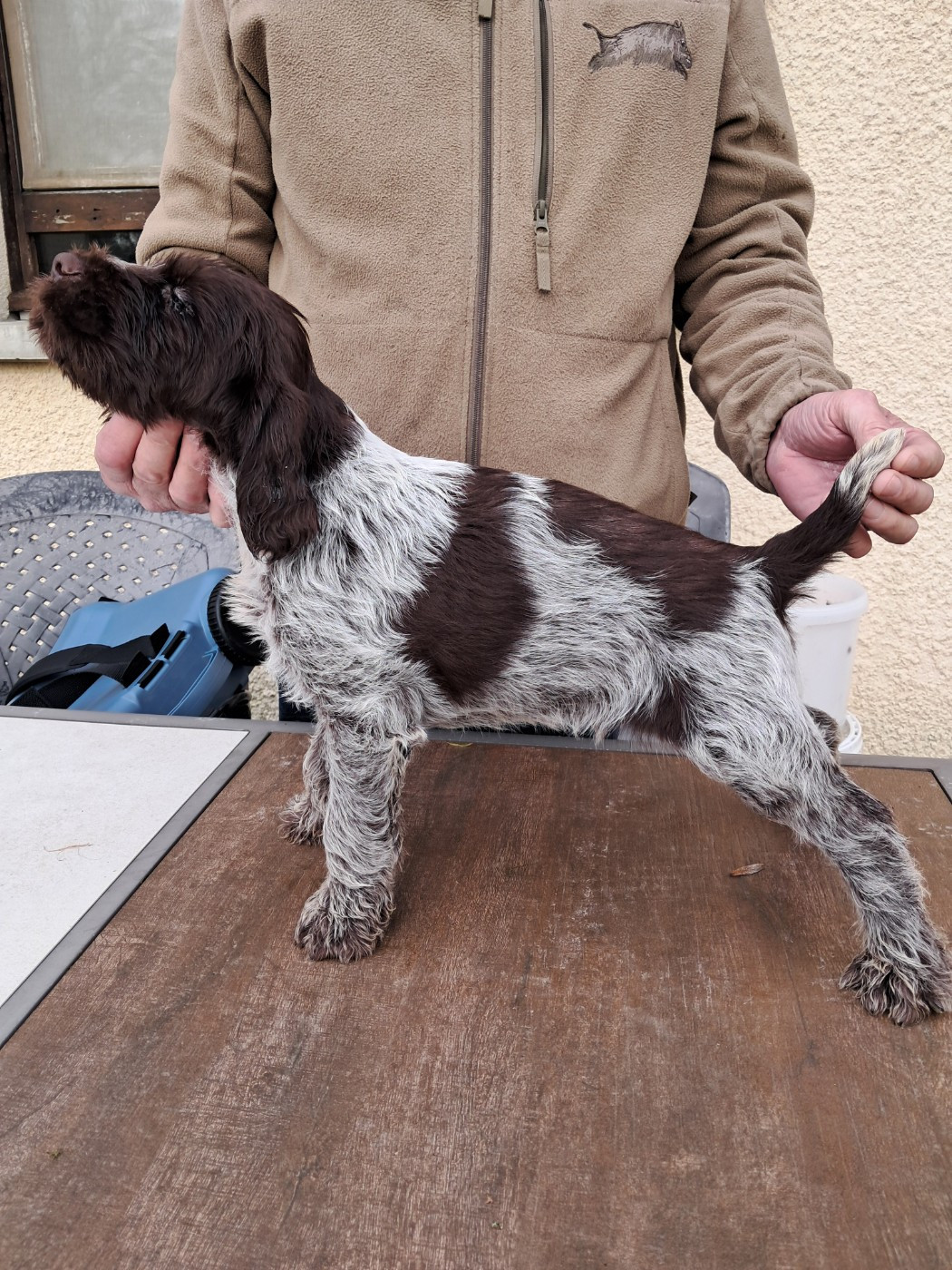 CHIOT 6 - Griffon d'arrêt à poil dur Korthals