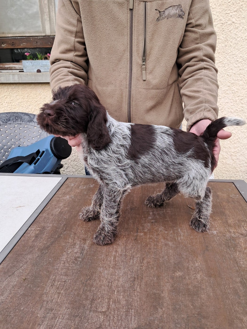 CHIOT 7 - Griffon d'arrêt à poil dur Korthals