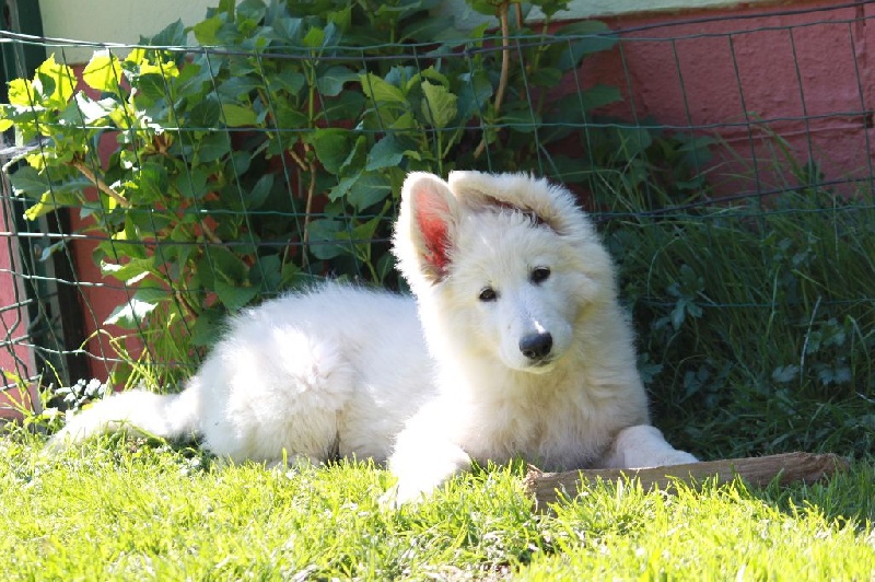 Publication : Des Blancs Du Hattgau