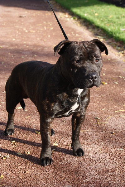 Publication : de La Pyramide Aux Joyaux Auteur : brunet