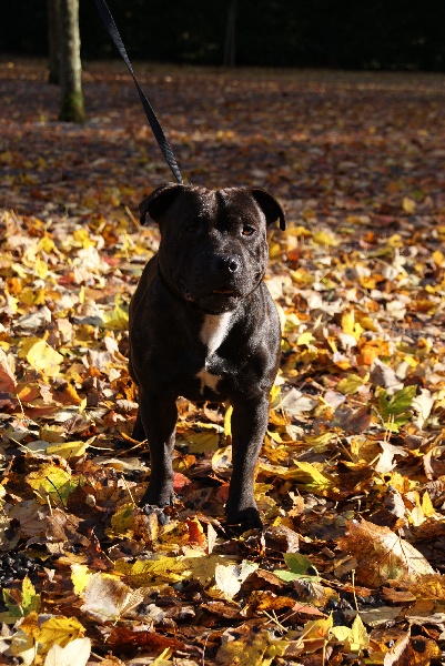 Publication : de La Pyramide Aux Joyaux Auteur : brunet