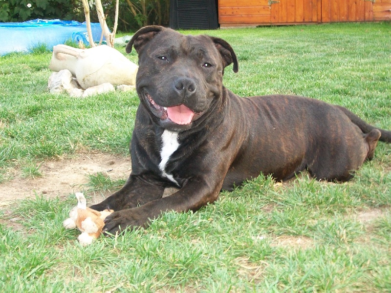 Publication : de La Pyramide Aux Joyaux Auteur : brunet