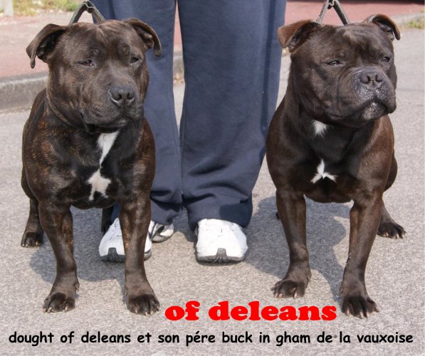 Publication : de La Pyramide Aux Joyaux Auteur : brunet