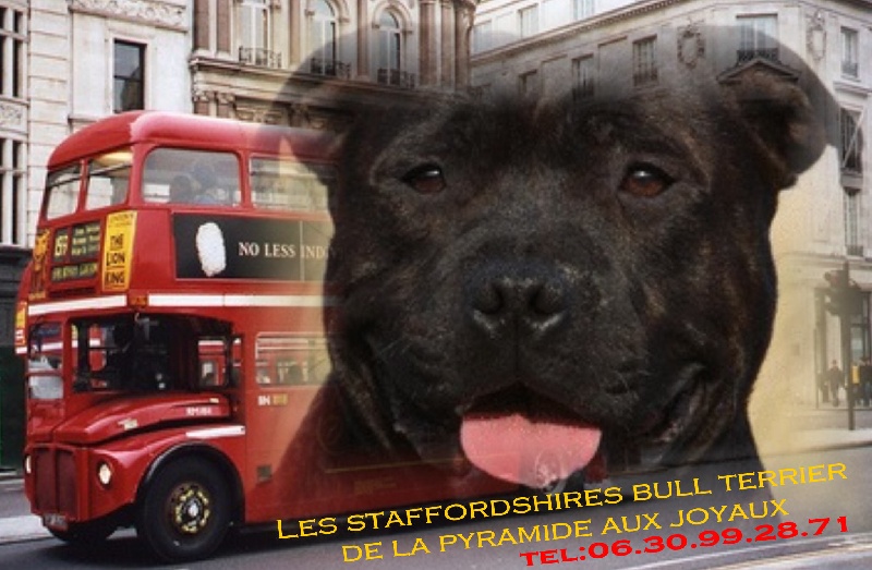 Publication : de La Pyramide Aux Joyaux Auteur : brunet