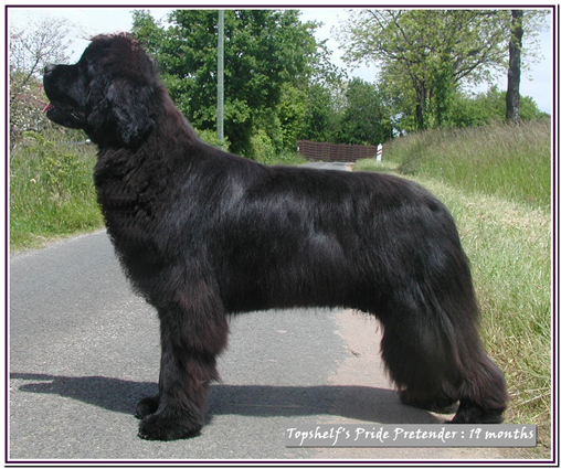 Publication : Mermaid's Pride Auteur : Mermaid's Pride