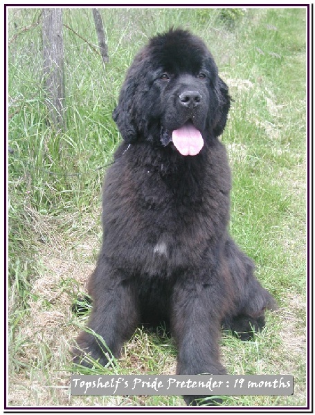 Publication : Mermaid's Pride Auteur : Mermaid's Pride