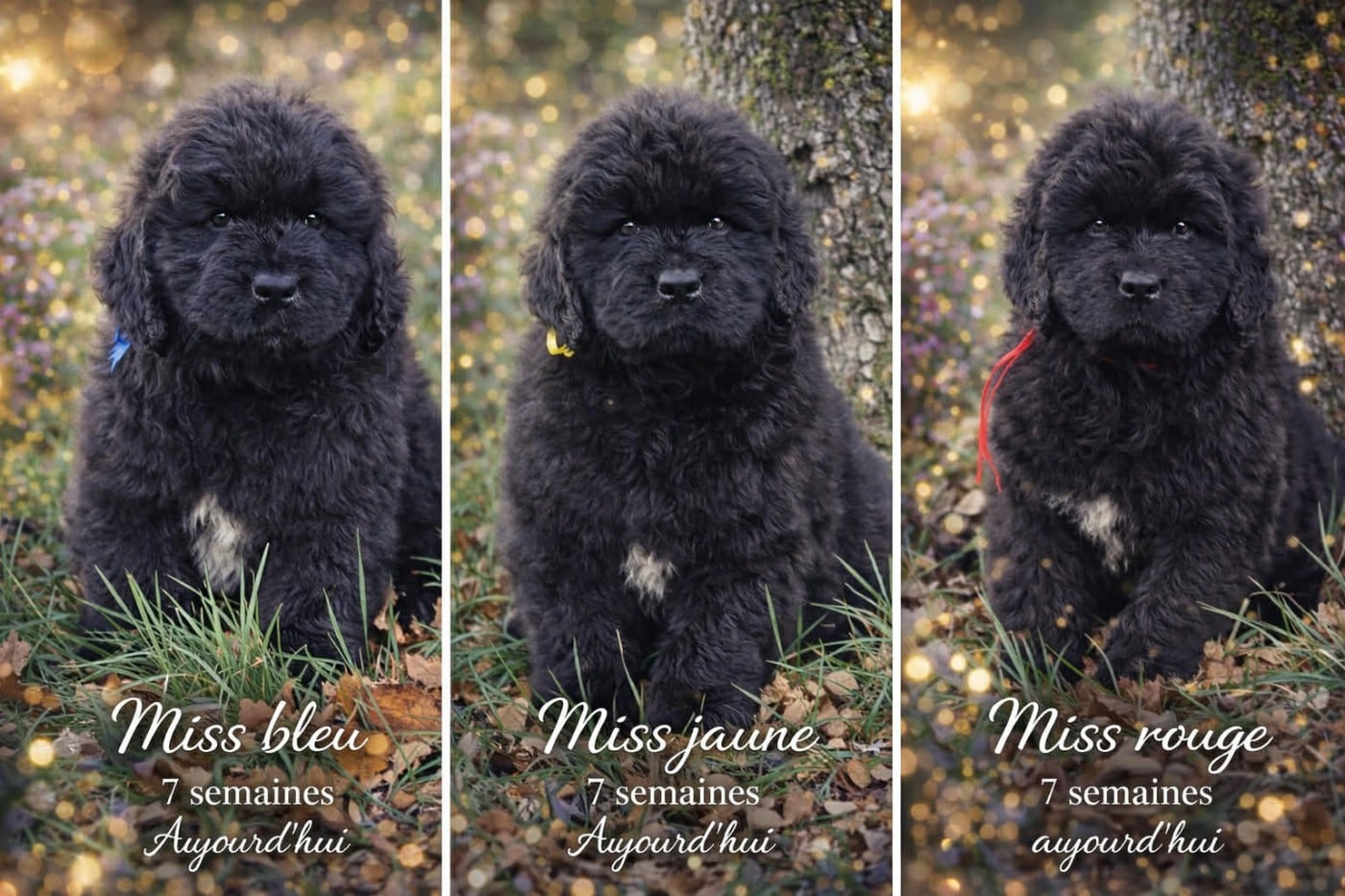 Terre-neuve - Mermaid's Pride