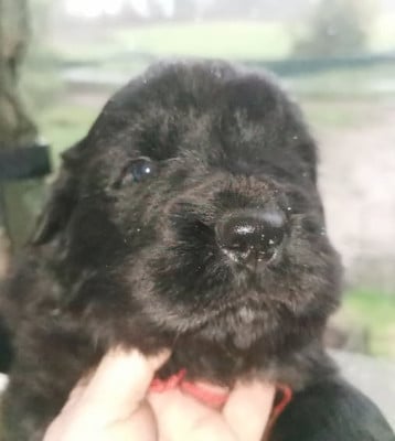 Les chiots de Terre-neuve