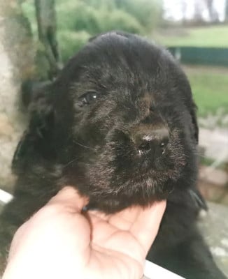 Les chiots de Terre-neuve