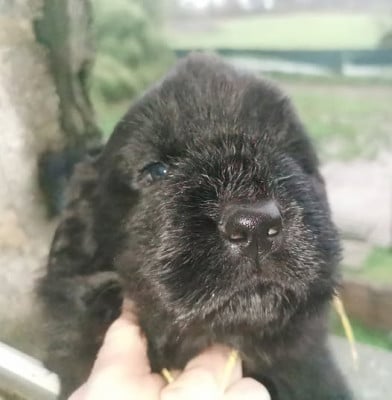 Les chiots de Terre-neuve