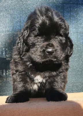 Les chiots de Terre-neuve