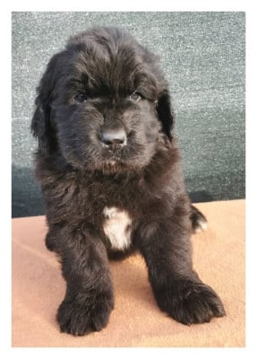 Les chiots de Terre-neuve