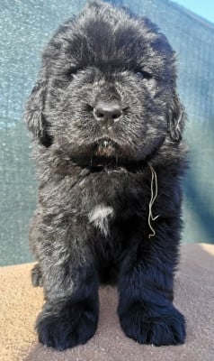 Les chiots de Terre-neuve