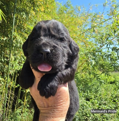 Les chiots de Terre-neuve
