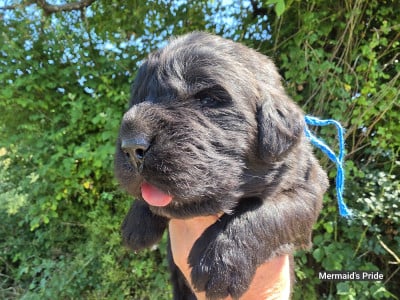 Les chiots de Terre-neuve