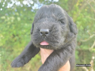 Les chiots de Terre-neuve