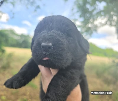Les chiots de Terre-neuve