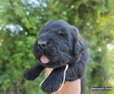 Les chiots de Terre-neuve