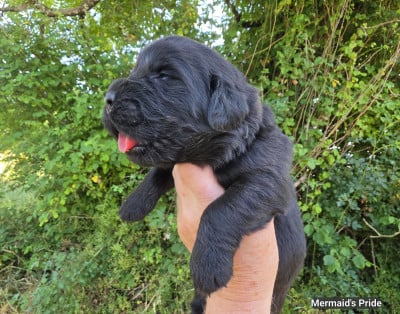 Les chiots de Terre-neuve