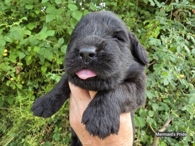 Les chiots de Terre-neuve