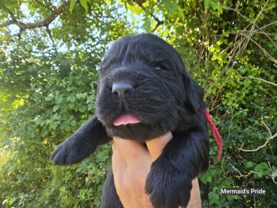 Les chiots de Terre-neuve