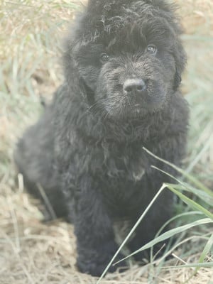 Les chiots de Terre-neuve