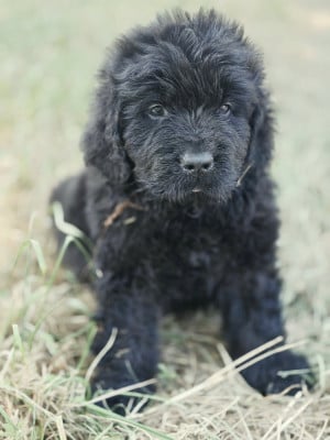 Les chiots de Terre-neuve