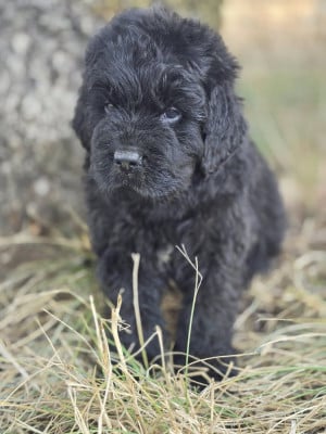 Les chiots de Terre-neuve