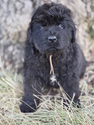 Les chiots de Terre-neuve