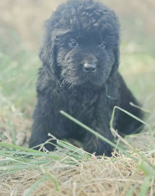 Les chiots de Terre-neuve