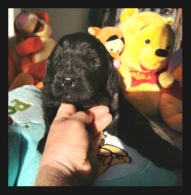 Les chiots de Terre-neuve