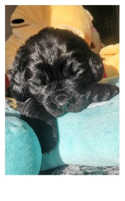 Les chiots de Terre-neuve