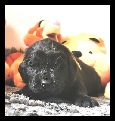 Les chiots de Terre-neuve