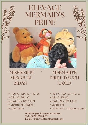 Terre-neuve - Mermaid's Pride